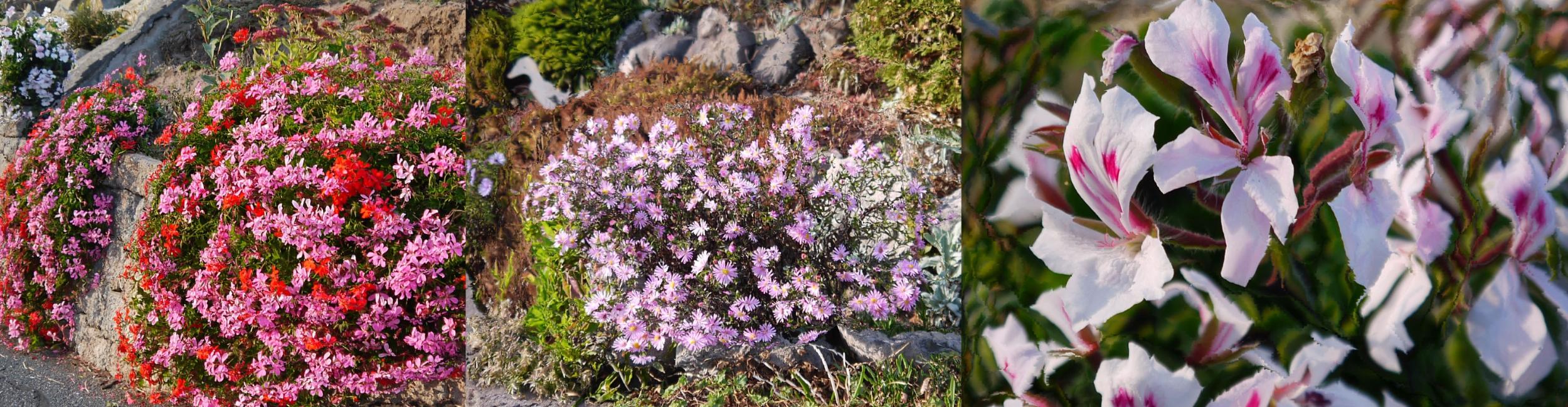 Herbstblüten 2018