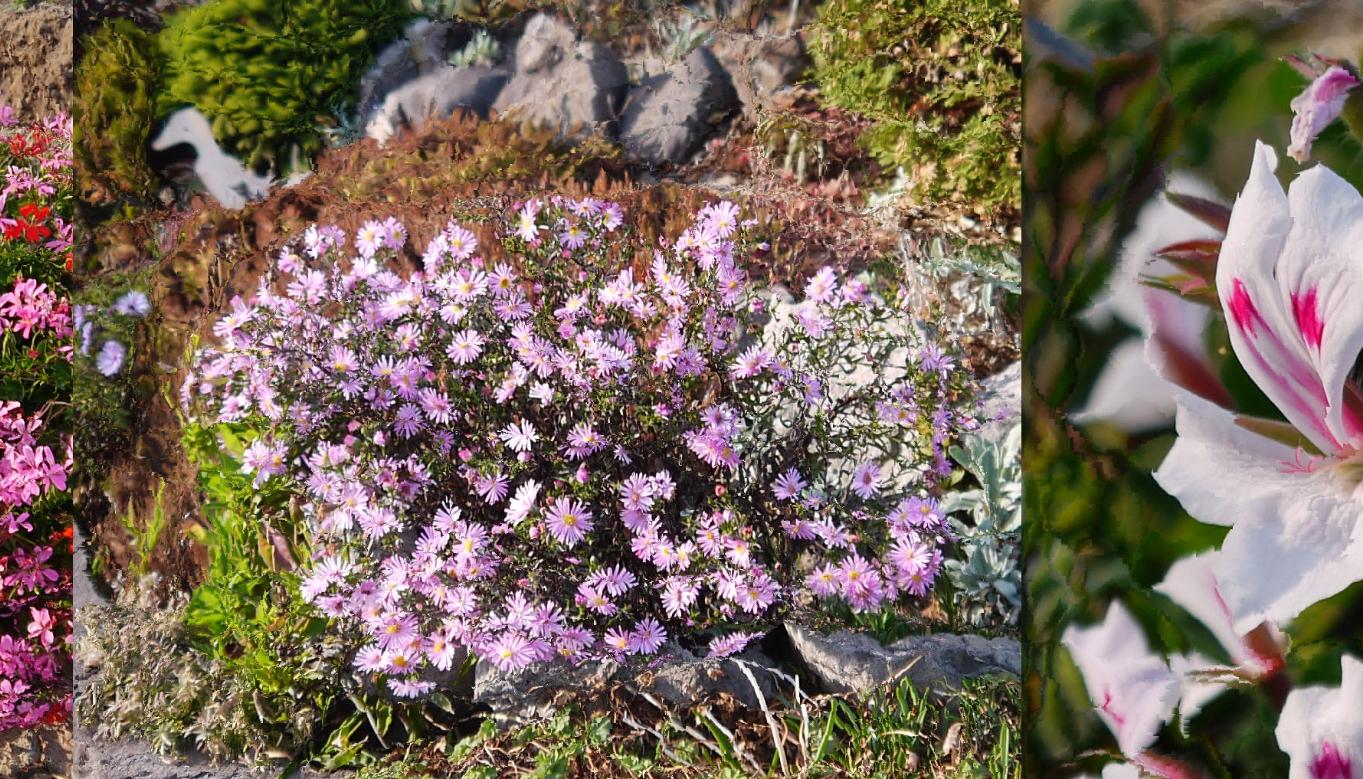 Herbstblüten 2018