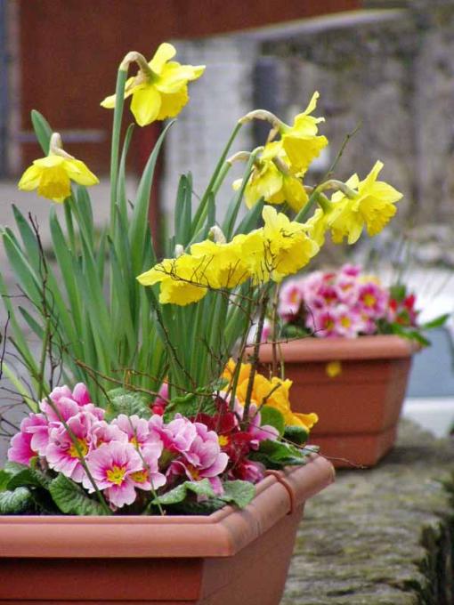 2005--OSTERN